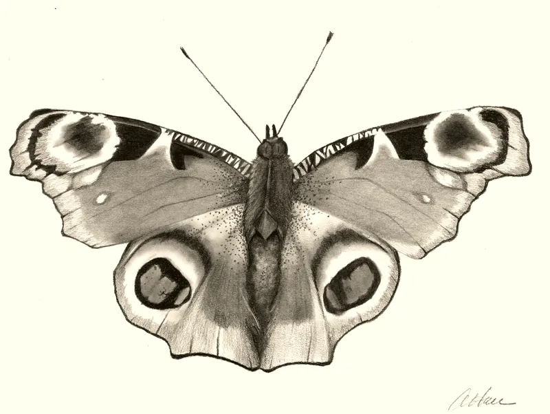 Butterfly with wings spread