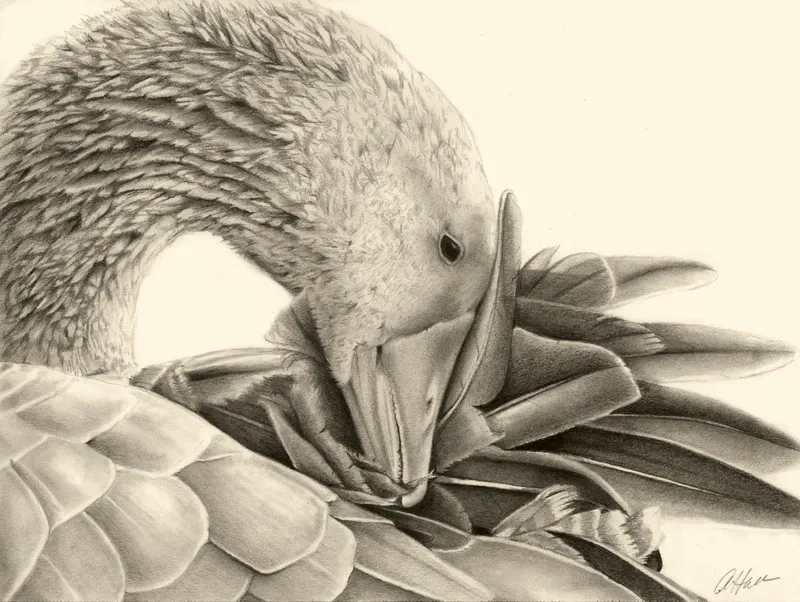 Goose preening its feathers