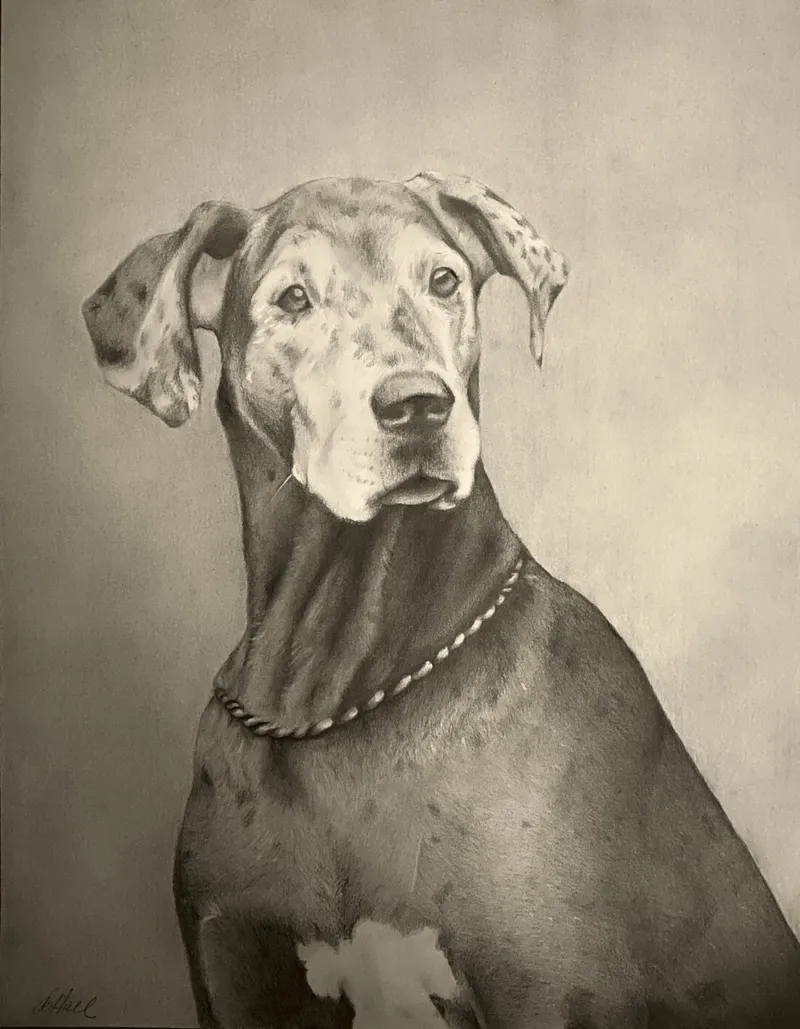 Great Dane portrait
