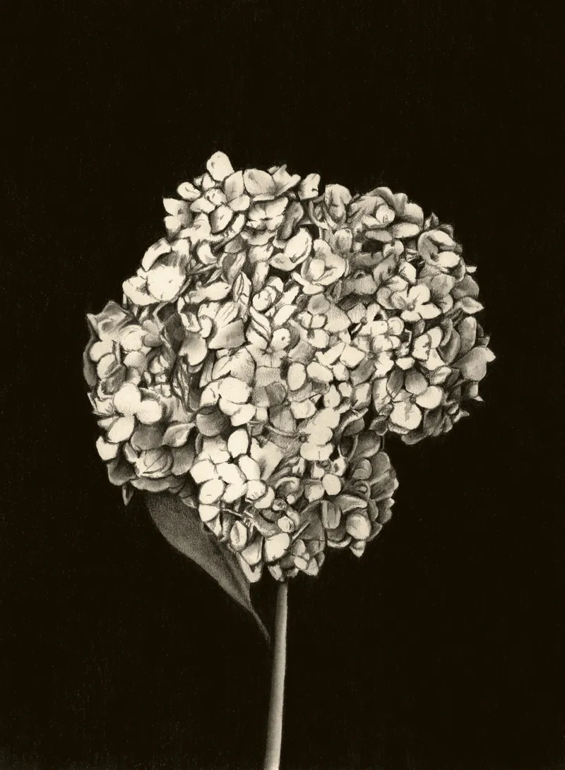 Hydrangea on black background