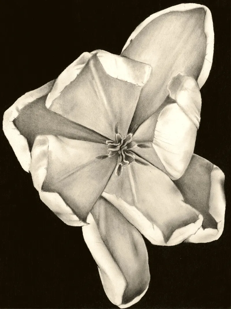 Magnolia bloom on black