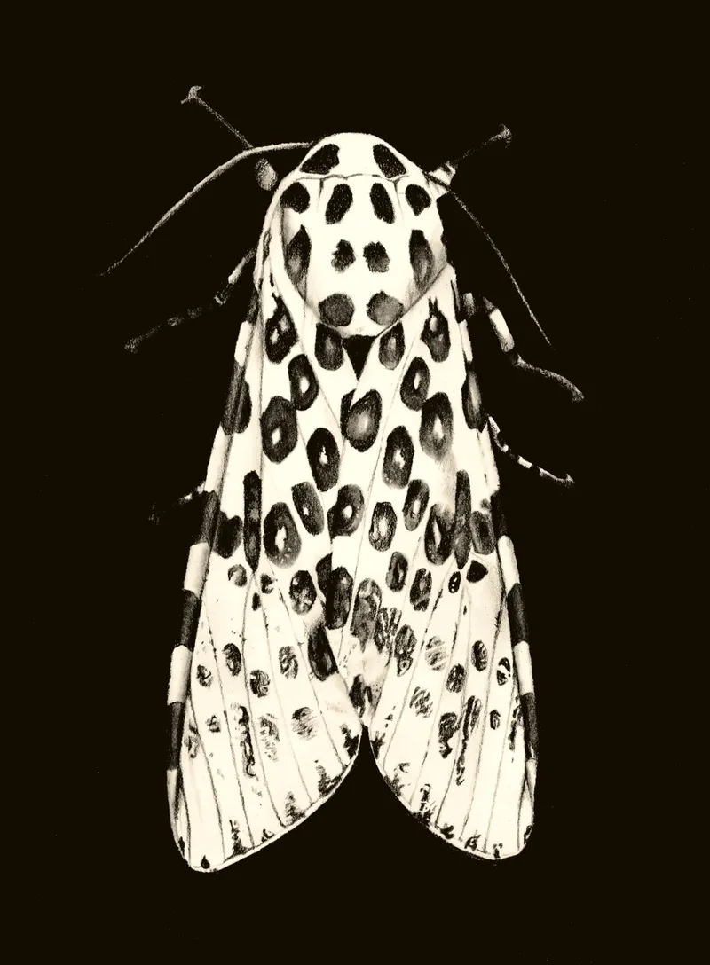 Leopard moth on black background