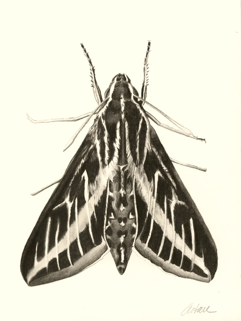Striped sphinx moth